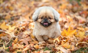 韓国ドラマで話数が多い作品はどれがおすすめ？