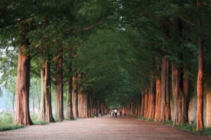 韓国ドラマの地上波再放送情報はどこでチェックできる？