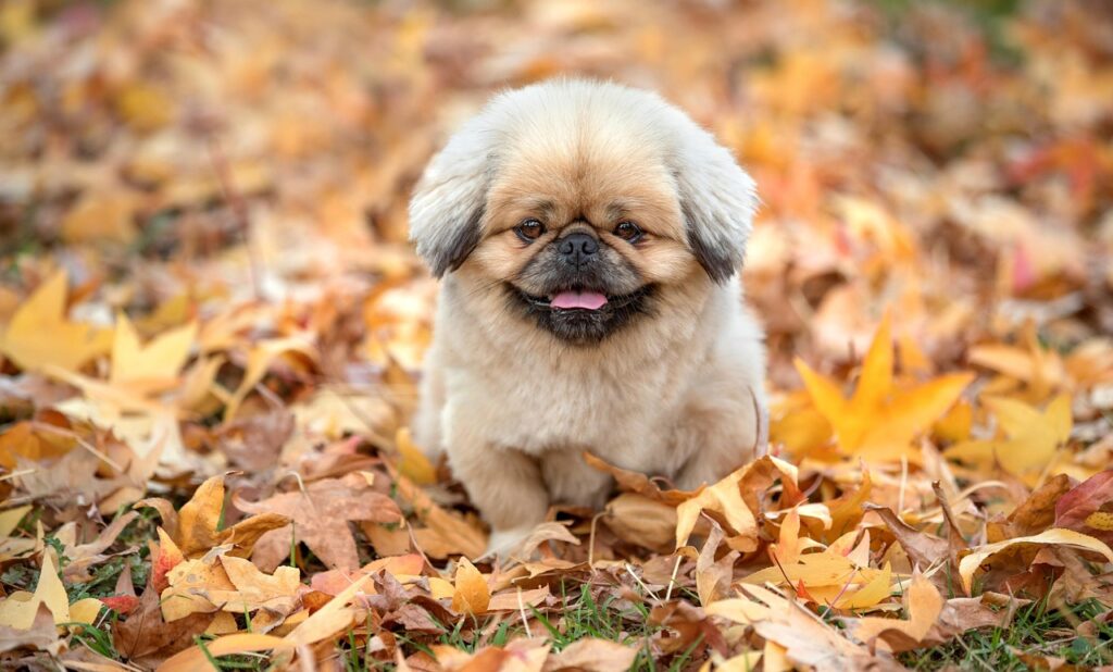 vikiを見る方法でおすすめの視聴スタイルは？