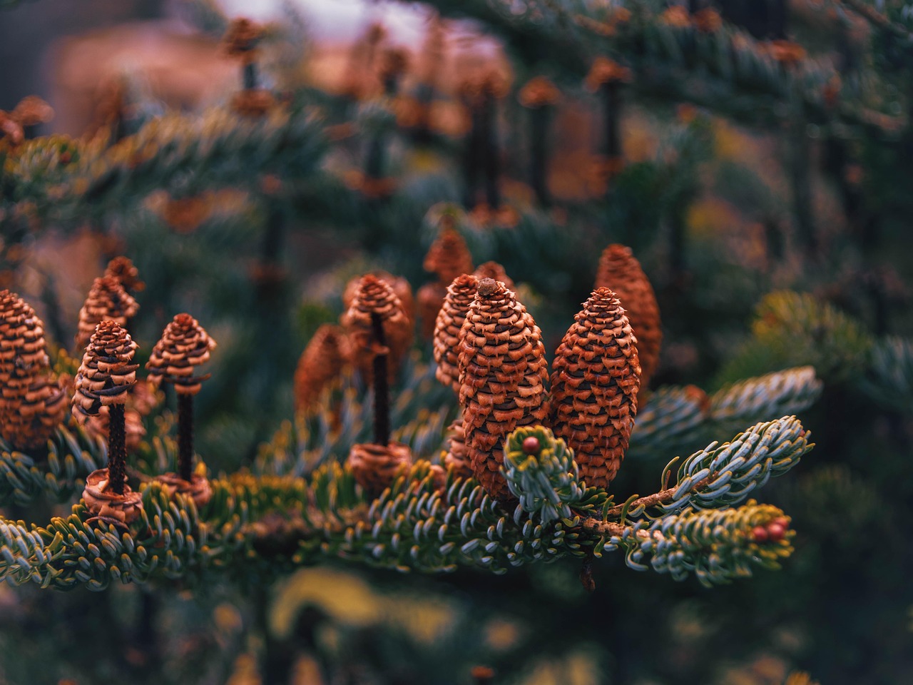 無料で楽しめるドラマアプリはどれが人気？