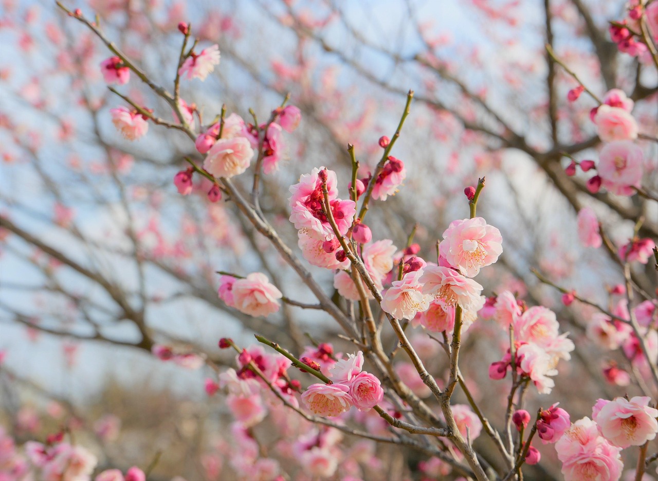 BSでの韓国ドラマ再放送に関する最新情報は？