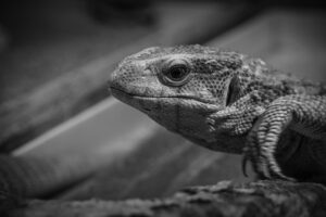 家事をしながら視聴できるおすすめの動画コンテンツは？