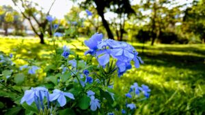 期間限定特典を利用するための最適な方法は？