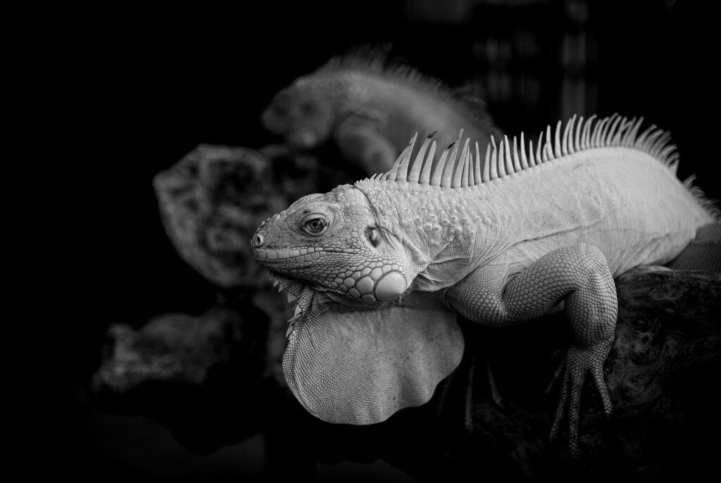 海外から見れる日本の絶景スポットは？