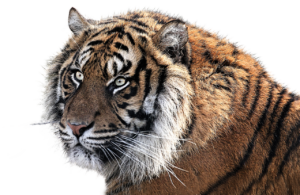 韓ドラを観放題で楽しむために寝る前におすすめの作品は？