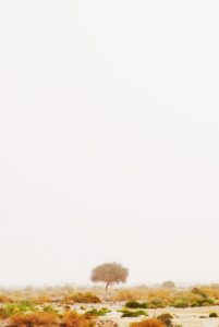 ディズニープラスの無料トライアル期間は何日間あるの？