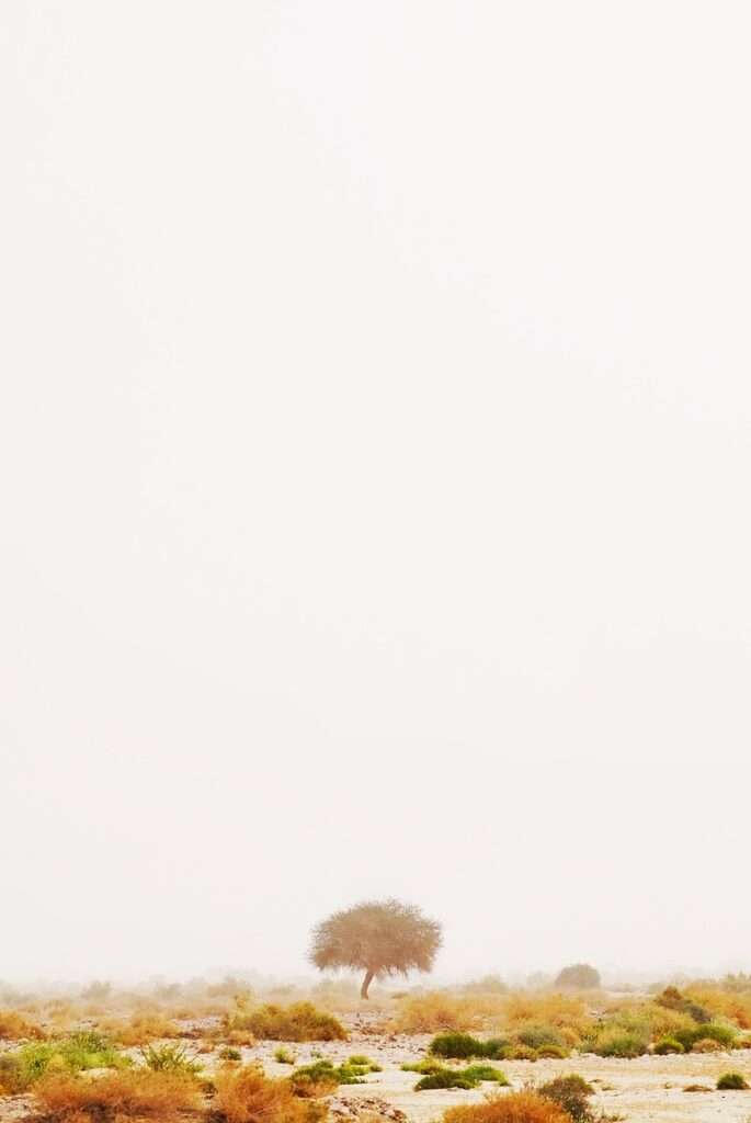 ディズニープラスの無料トライアル期間は何日間あるの？