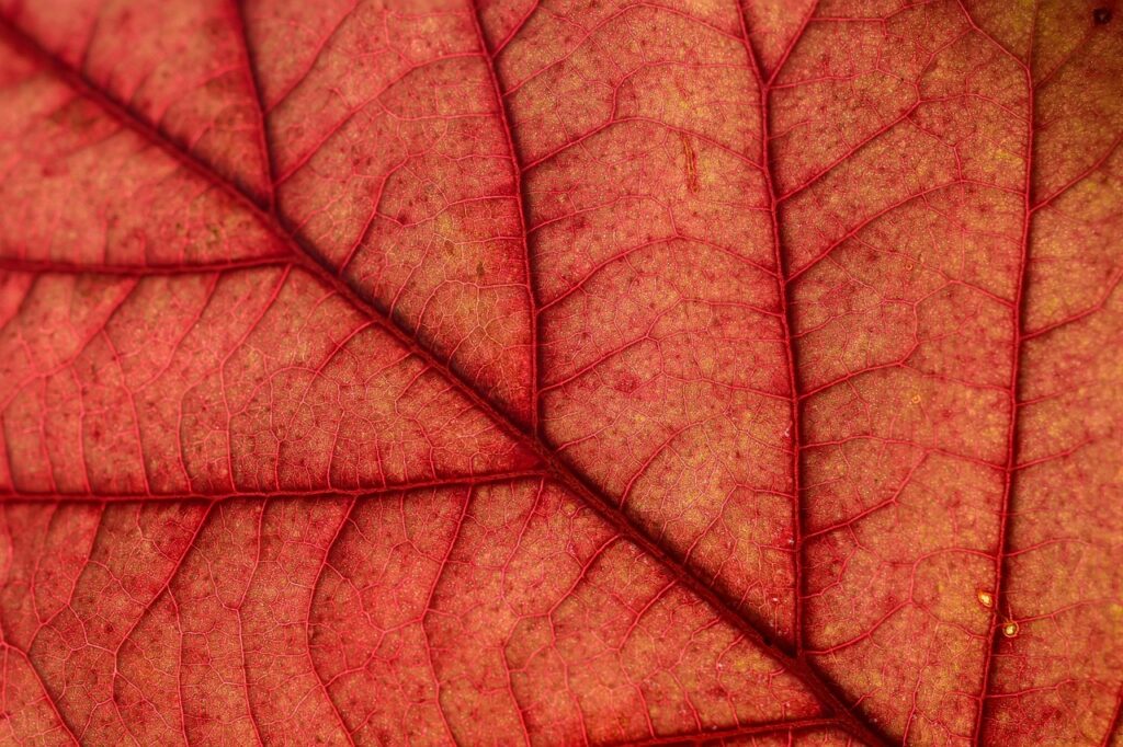 韓ドラを見放題で楽しむための4K対応画質はどれ？