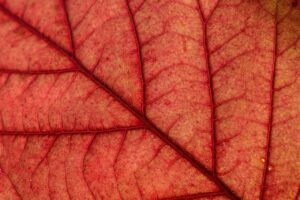 韓ドラを見放題で楽しむための4K対応画質はどれ？