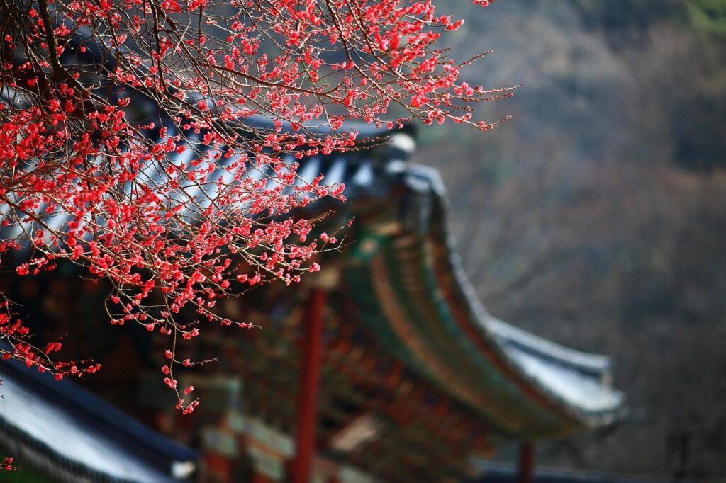 Huluで韓国ドラマが見放題になる料金はいくらですか？